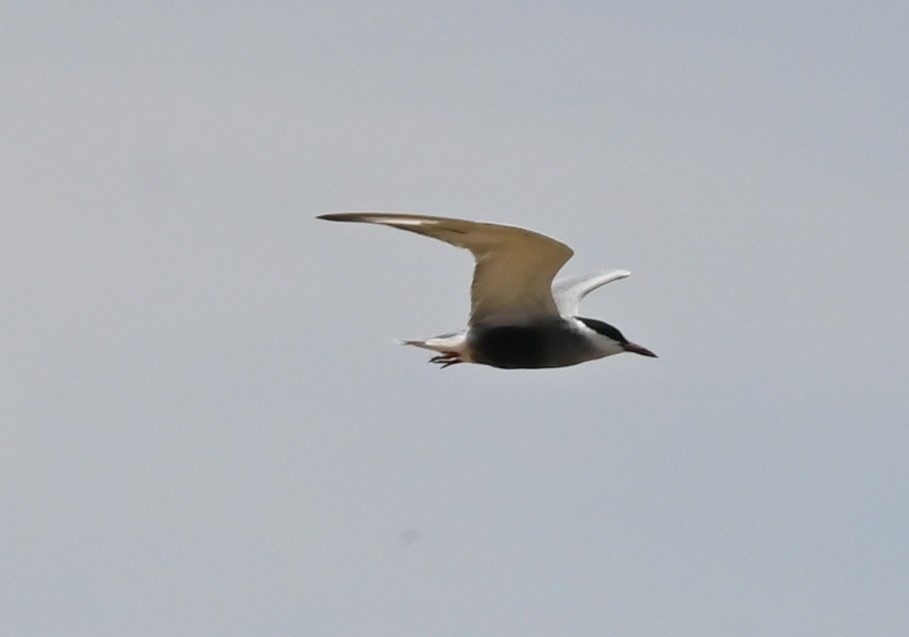 Whiskered Tern - ML638763184