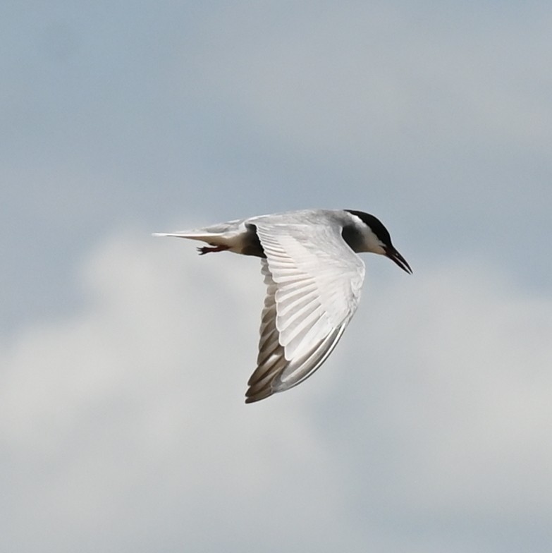 Whiskered Tern - ML638763185