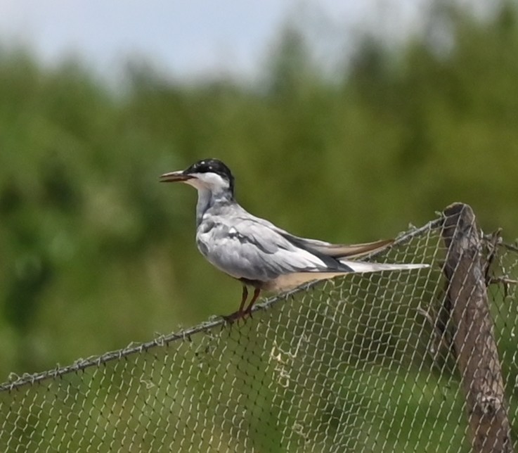 Whiskered Tern - ML638763186