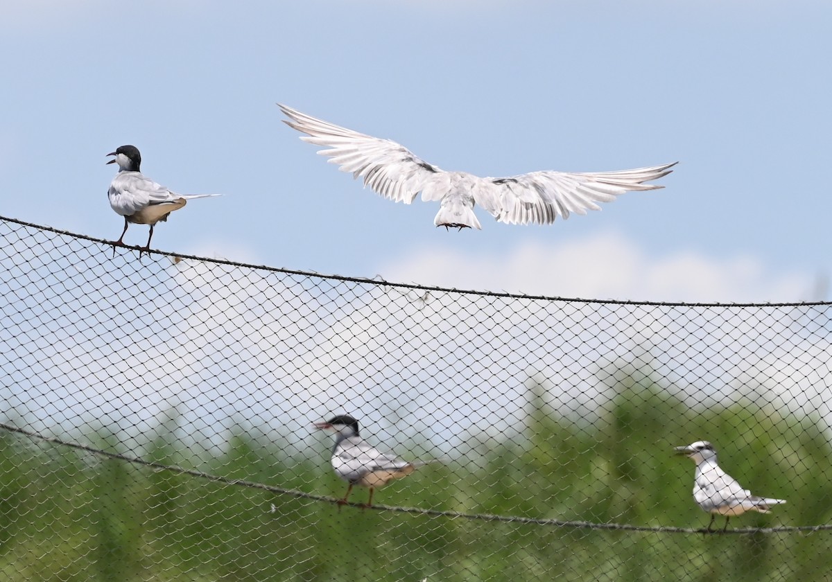 Whiskered Tern - ML638763187