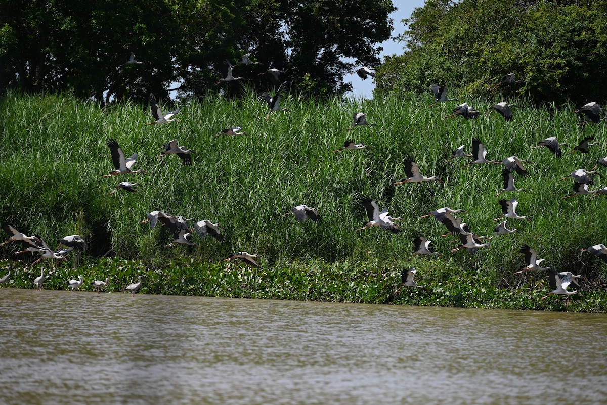 Asian Openbill - ML638763198