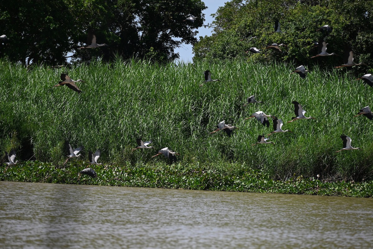 Asian Openbill - ML638763199
