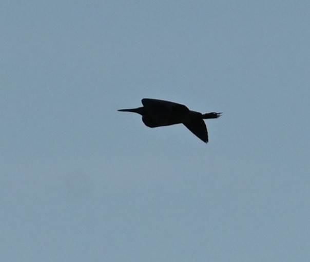 Black Bittern - ML638763212
