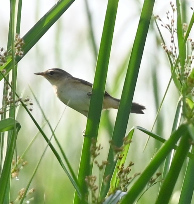Black-browed Reed Warbler - ML638763228