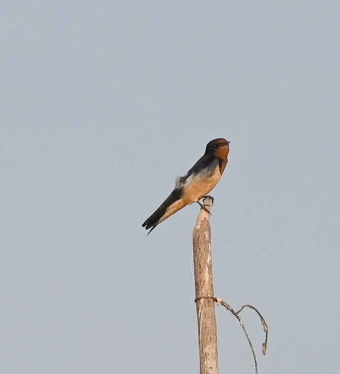 Barn Swallow (Buff-bellied) - ML638763237