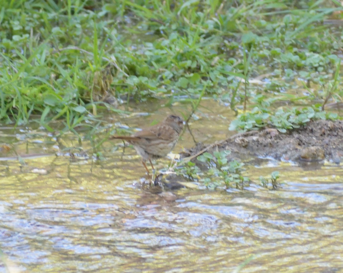 Song Sparrow (fallax Group) - ML638763258