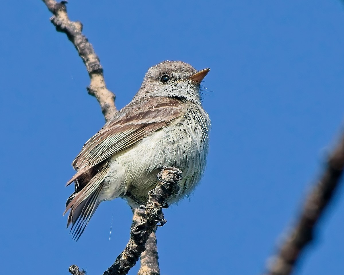 Dusky Flycatcher - ML638763260