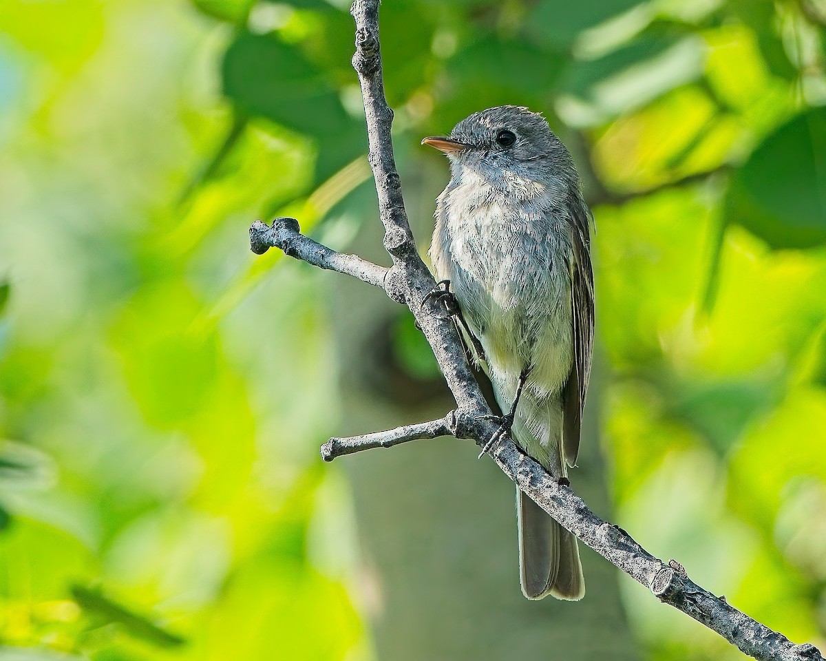 Dusky Flycatcher - ML638763265