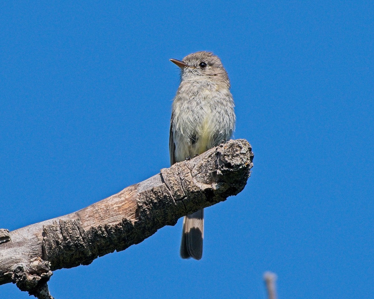 Dusky Flycatcher - ML638763266