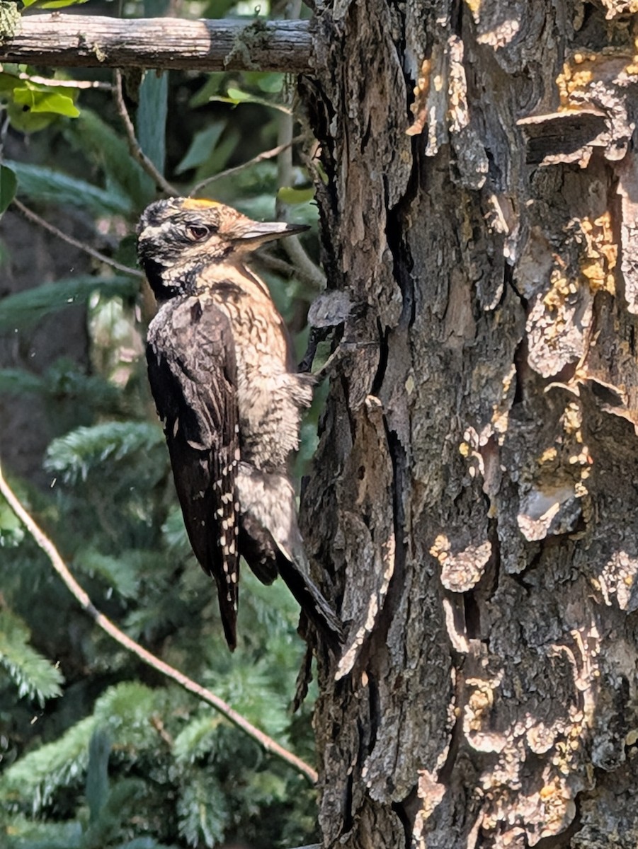 American Three-toed Woodpecker - ML638763272