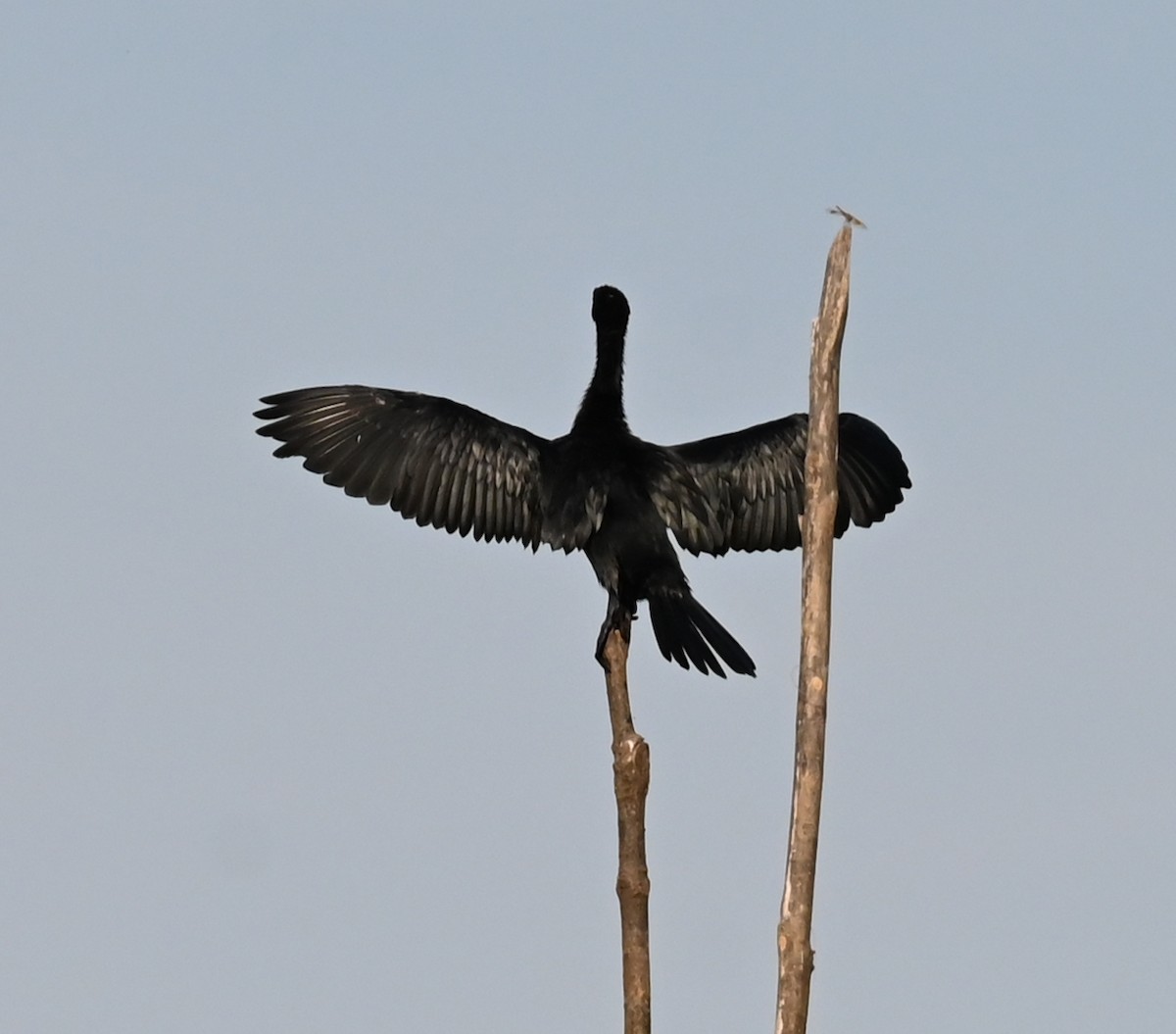 Indian Cormorant - ML638763276
