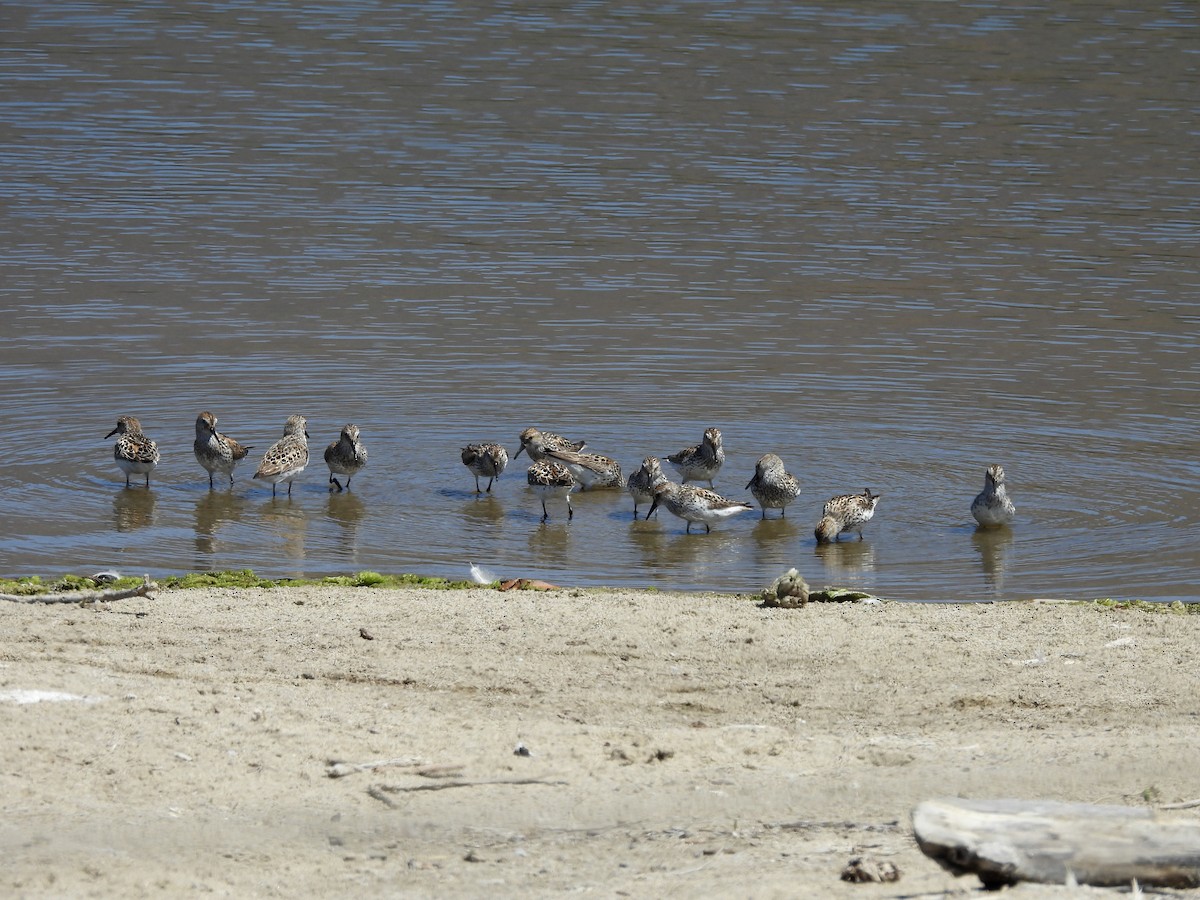 Western Sandpiper - ML638763292