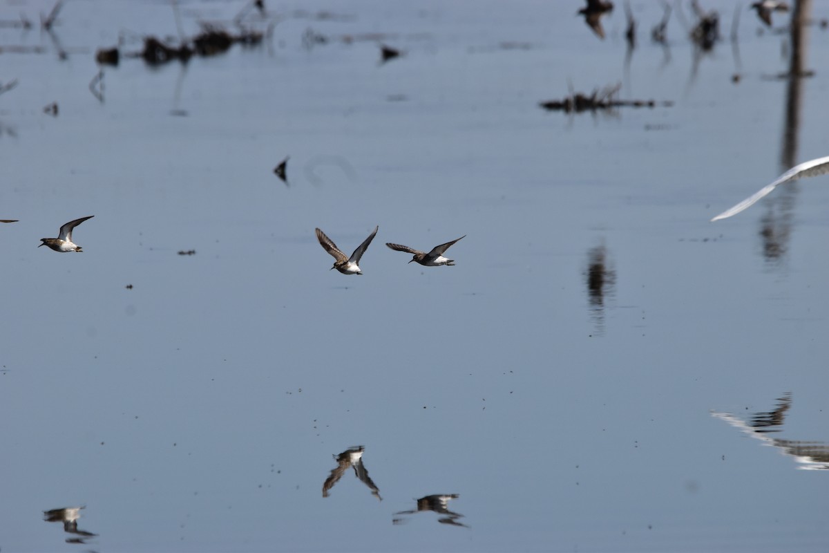 Least Sandpiper - ML638763300