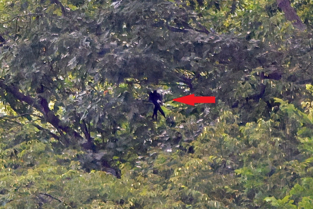 Swallow-tailed Kite - ML638763325