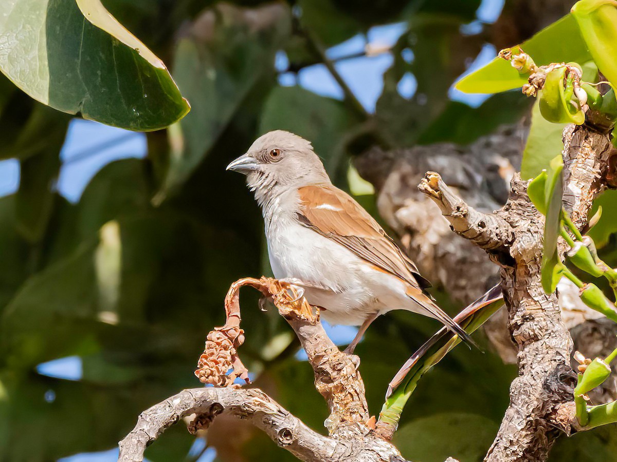 Northern Gray-headed Sparrow - ML638763330