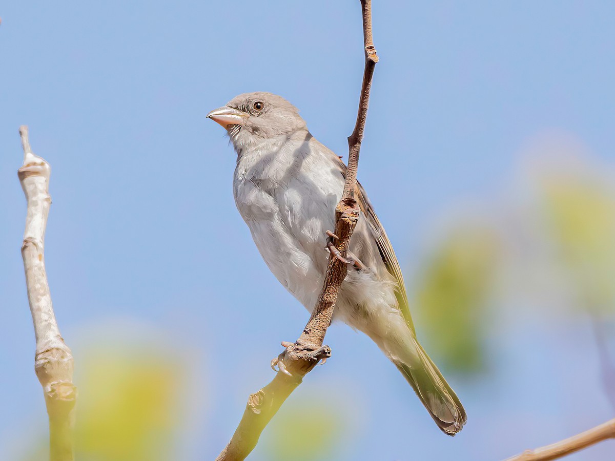 Northern Gray-headed Sparrow - ML638763332