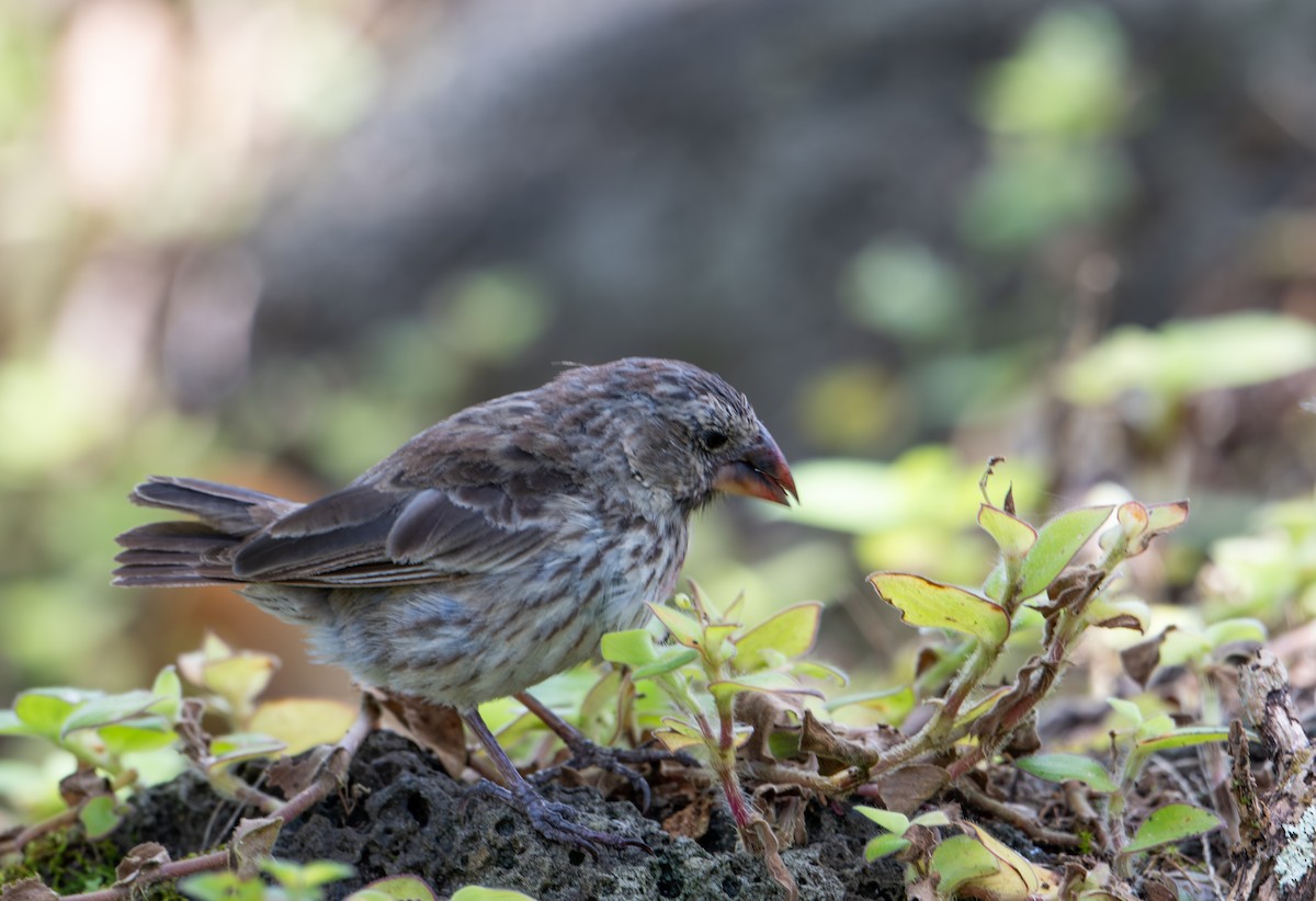 Medium Ground-Finch - ML638763358