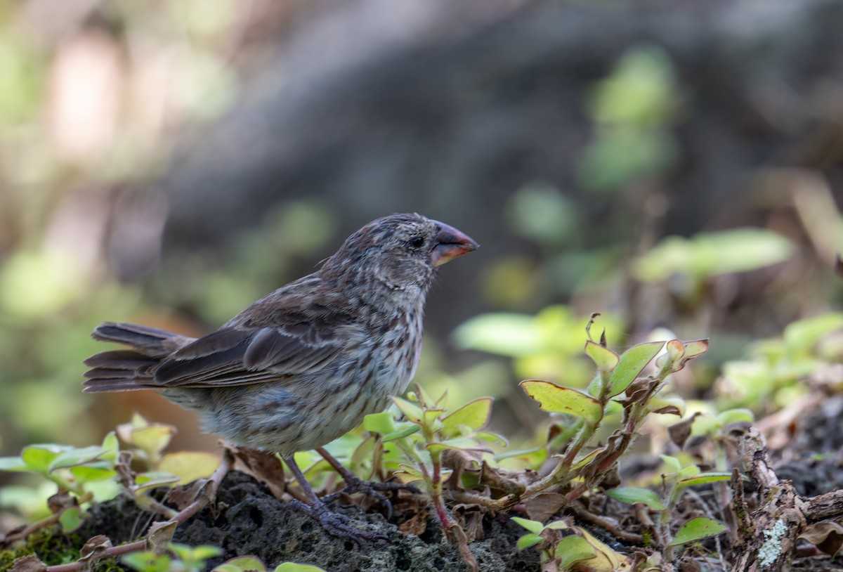 Medium Ground-Finch - ML638763359