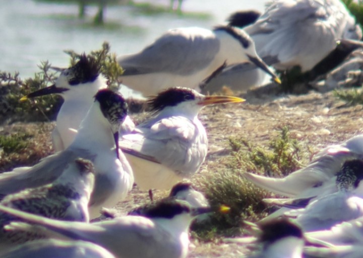 Sandwich x Elegant Tern (hybrid) - ML638763363
