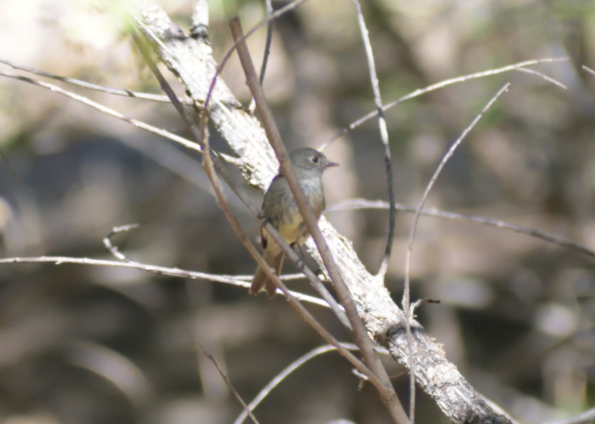 Western Flycatcher - ML638763397