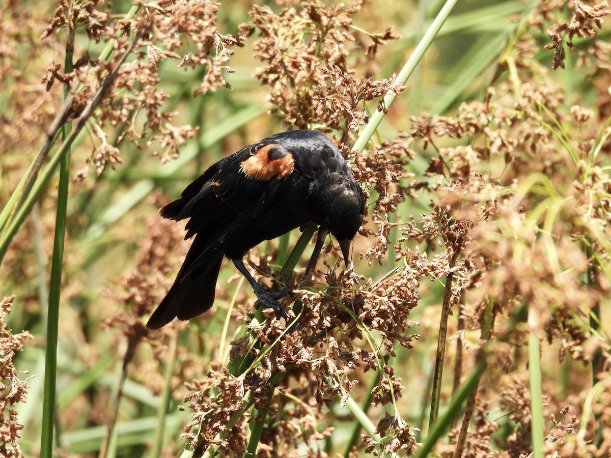 Red-winged Blackbird - ML638763431