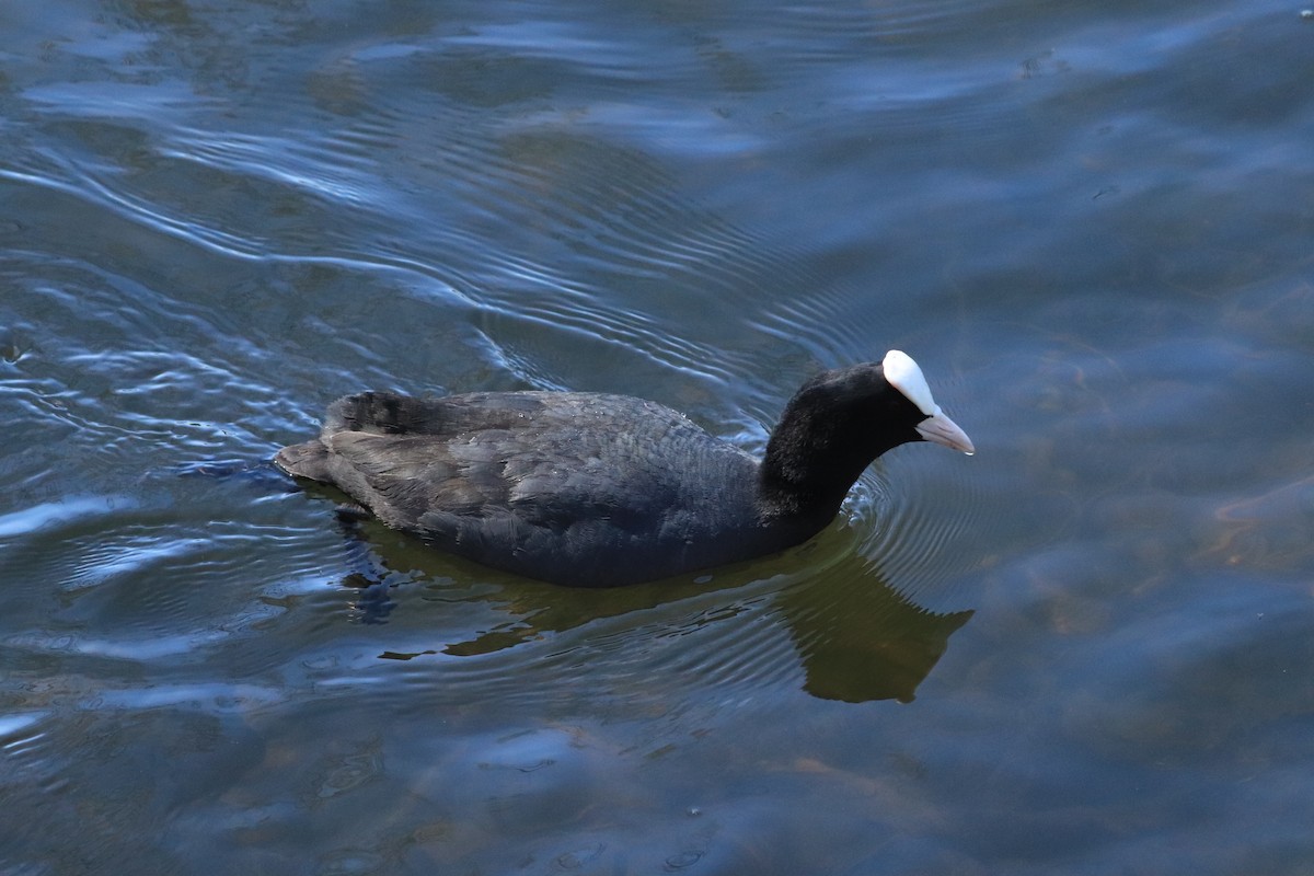 Eurasian Coot - ML638763432