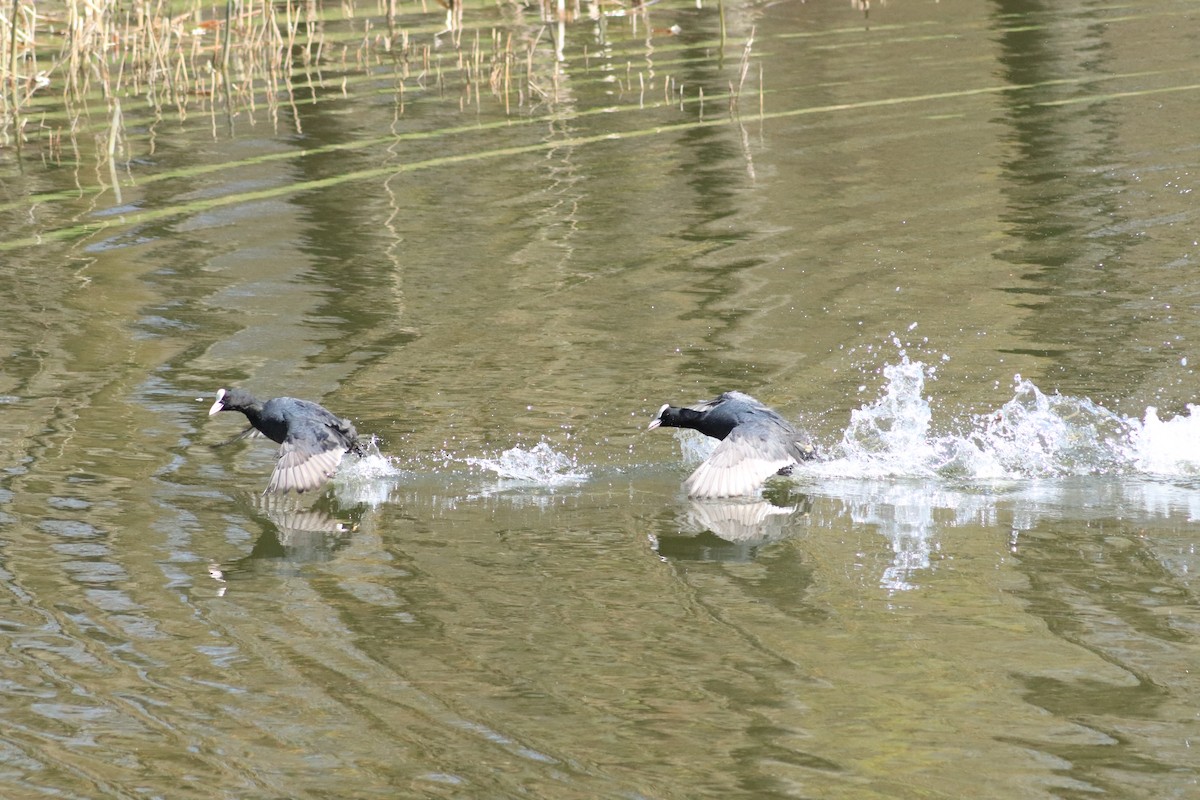 Eurasian Coot - ML638763451