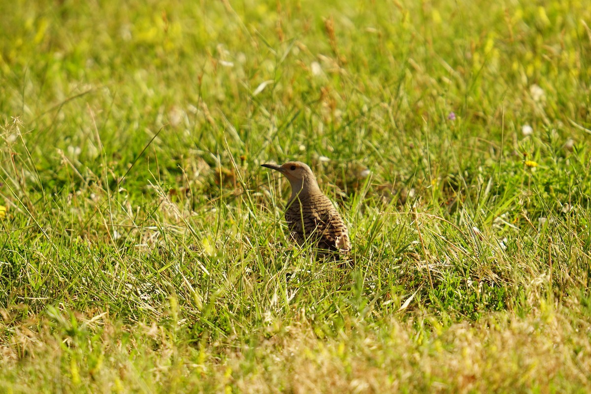 Northern Flicker - ML638763469