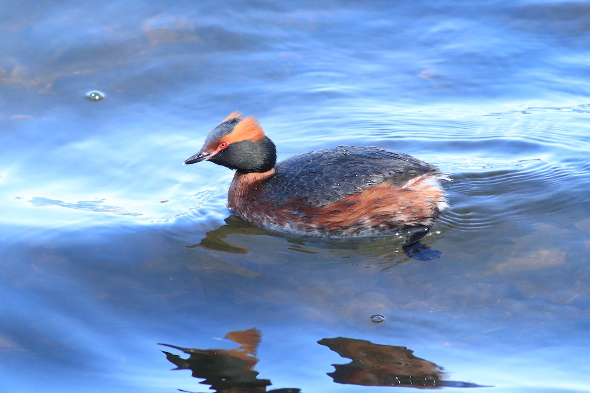 Horned Grebe - ML638763470