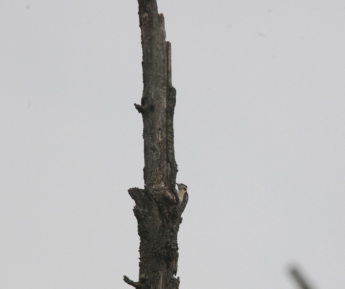 Downy Woodpecker - ML638763475
