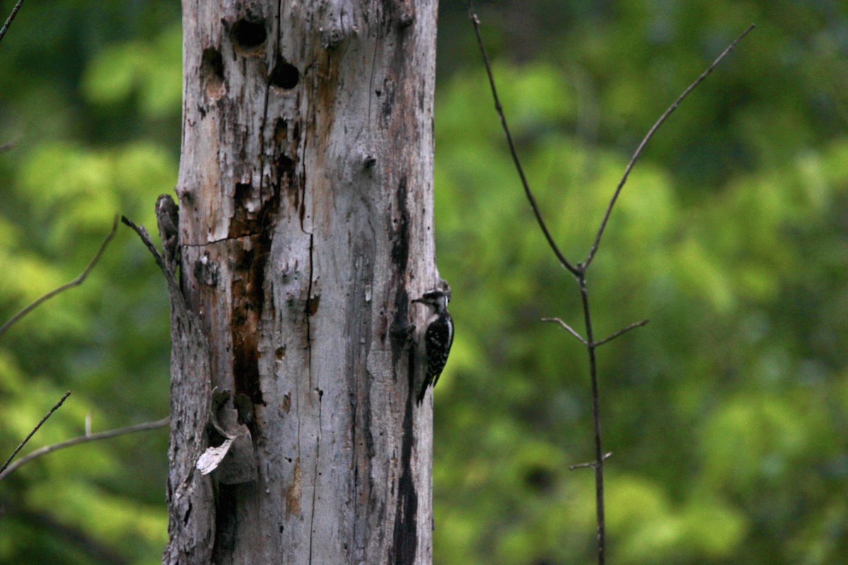 Downy Woodpecker - ML638763477