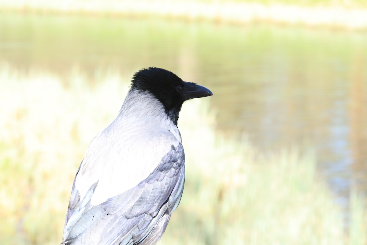 Hooded Crow - ML638763483