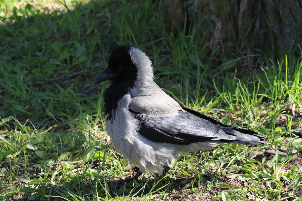 Hooded Crow - ML638763492