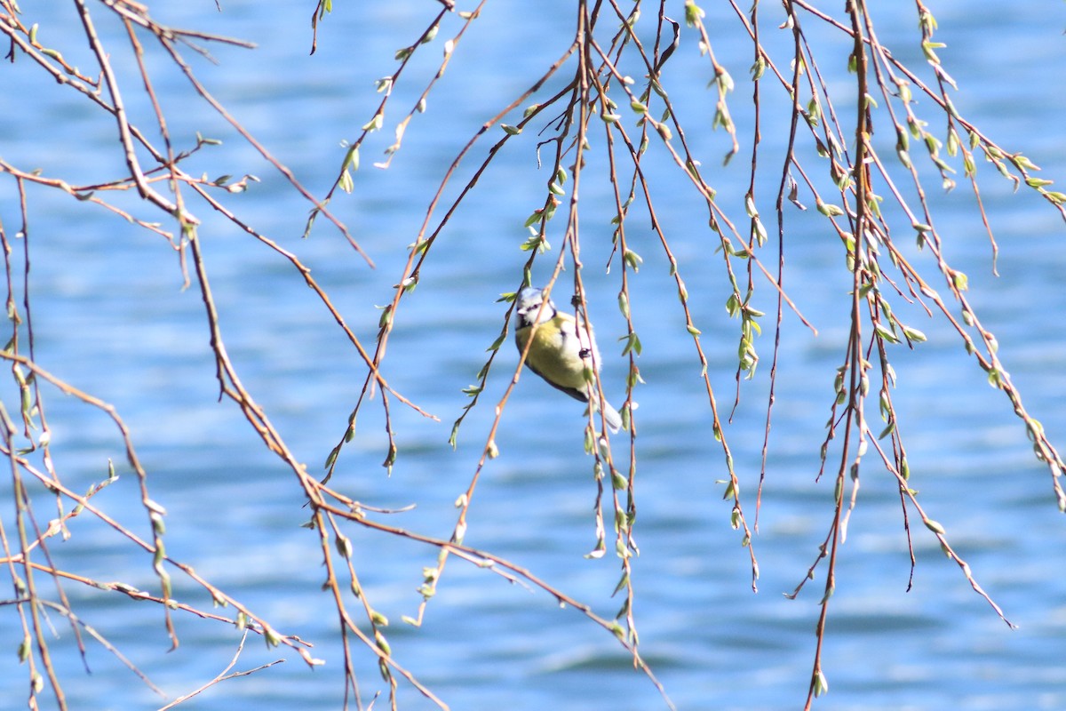 Eurasian Blue Tit - ML638763506