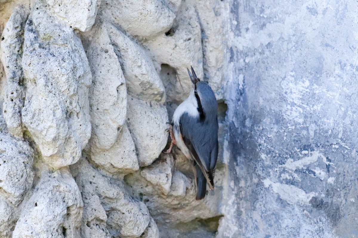 ゴジュウカラ - ML638763514
