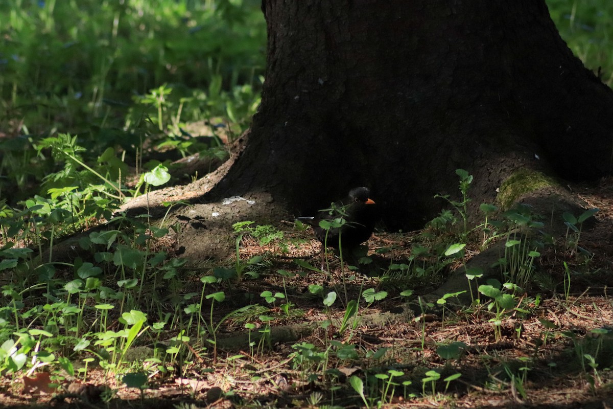 Eurasian Blackbird - ML638763540