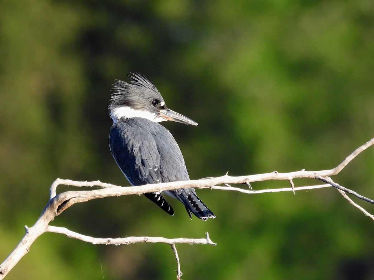 Belted Kingfisher - ML638763547