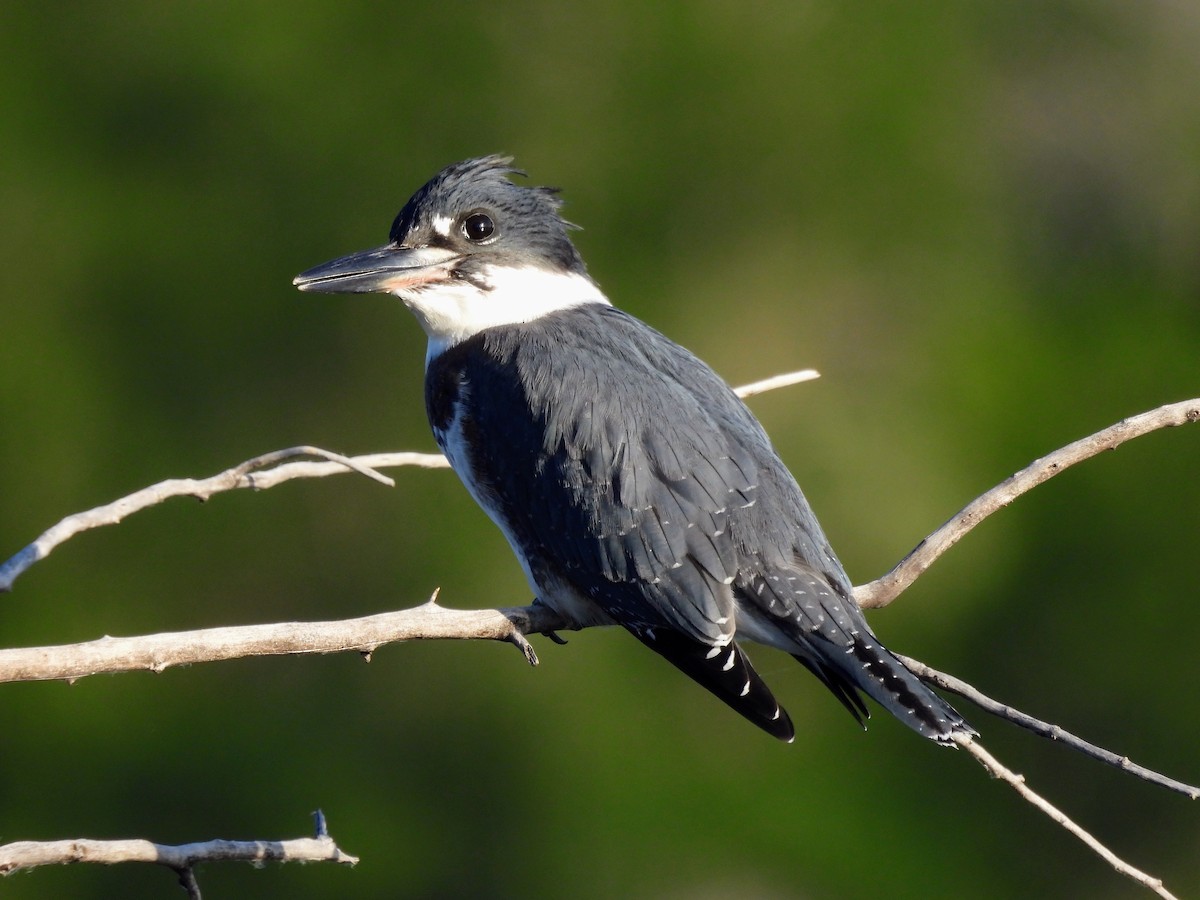Belted Kingfisher - ML638763549