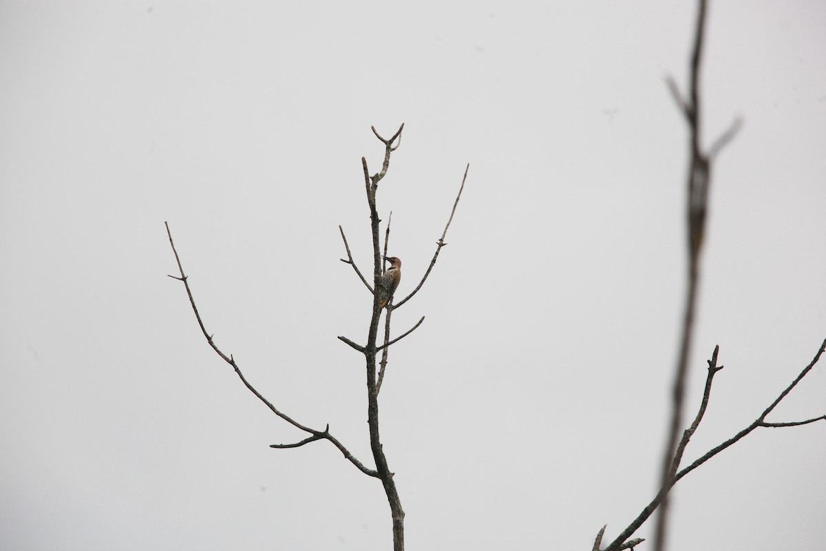 Northern Flicker - ML638763553