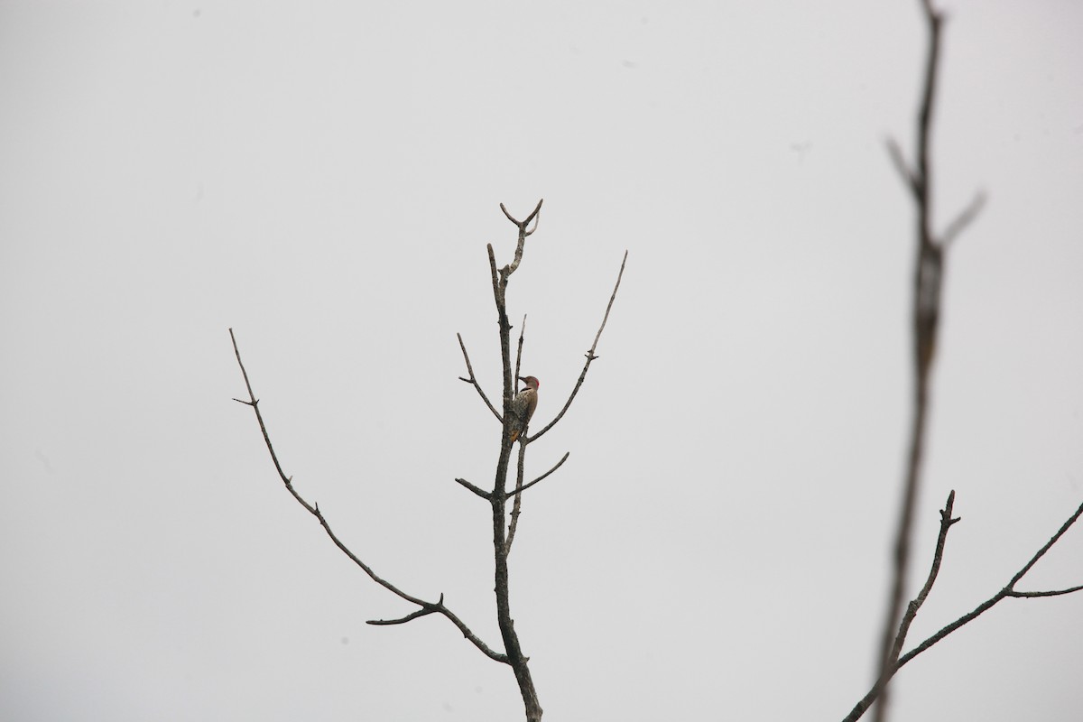 Northern Flicker - ML638763554