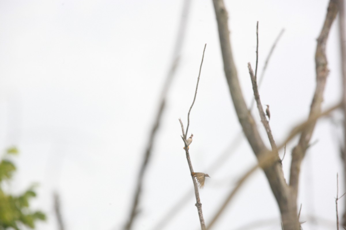 Northern Flicker - ML638763555