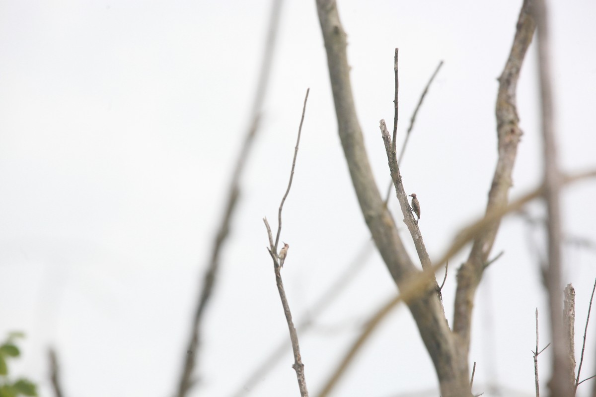 Northern Flicker - ML638763556