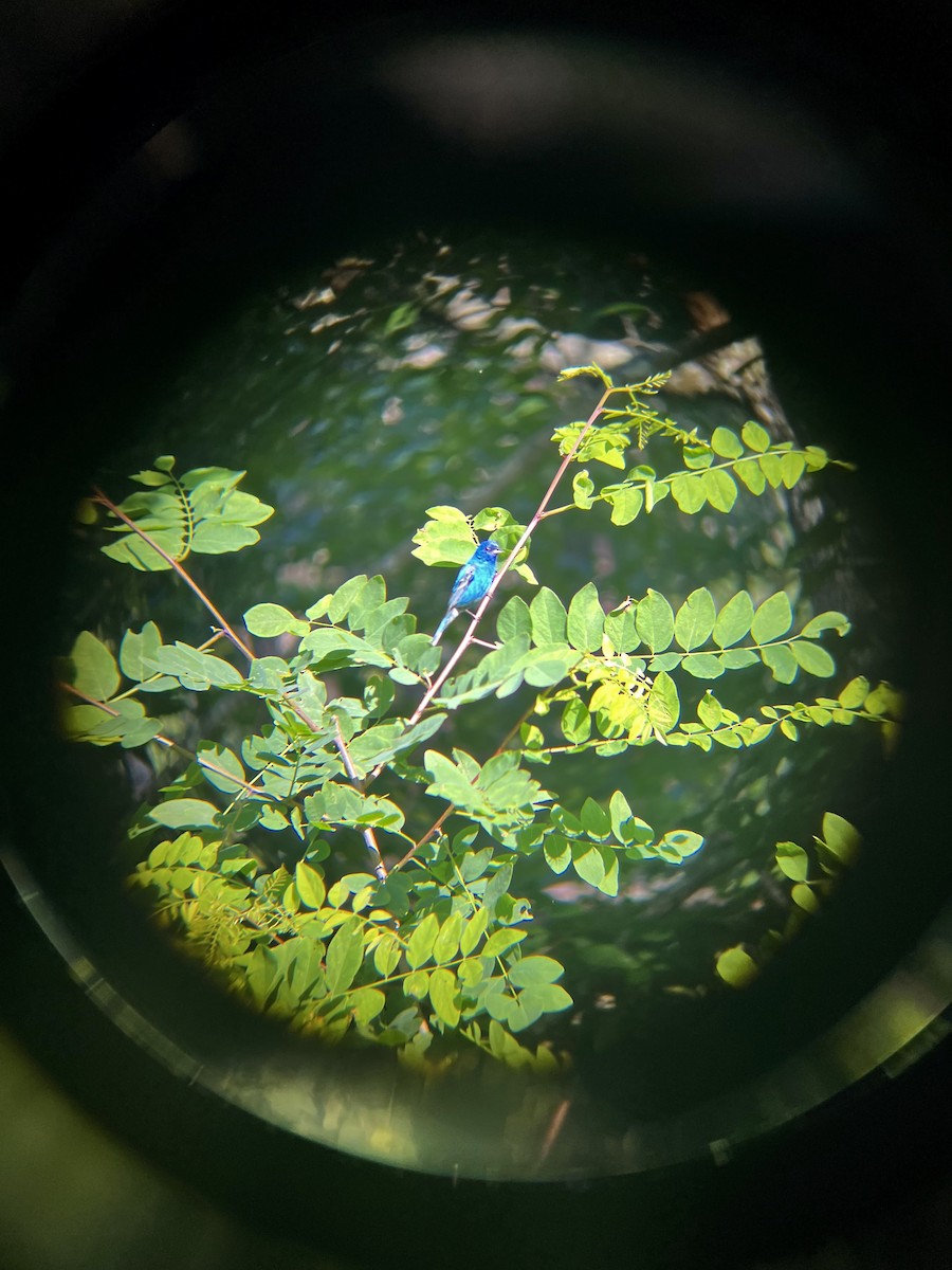Indigo Bunting - ML638763560
