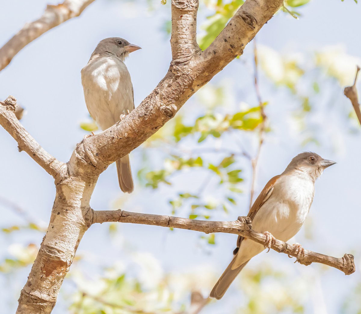 Northern Gray-headed Sparrow - ML638763570