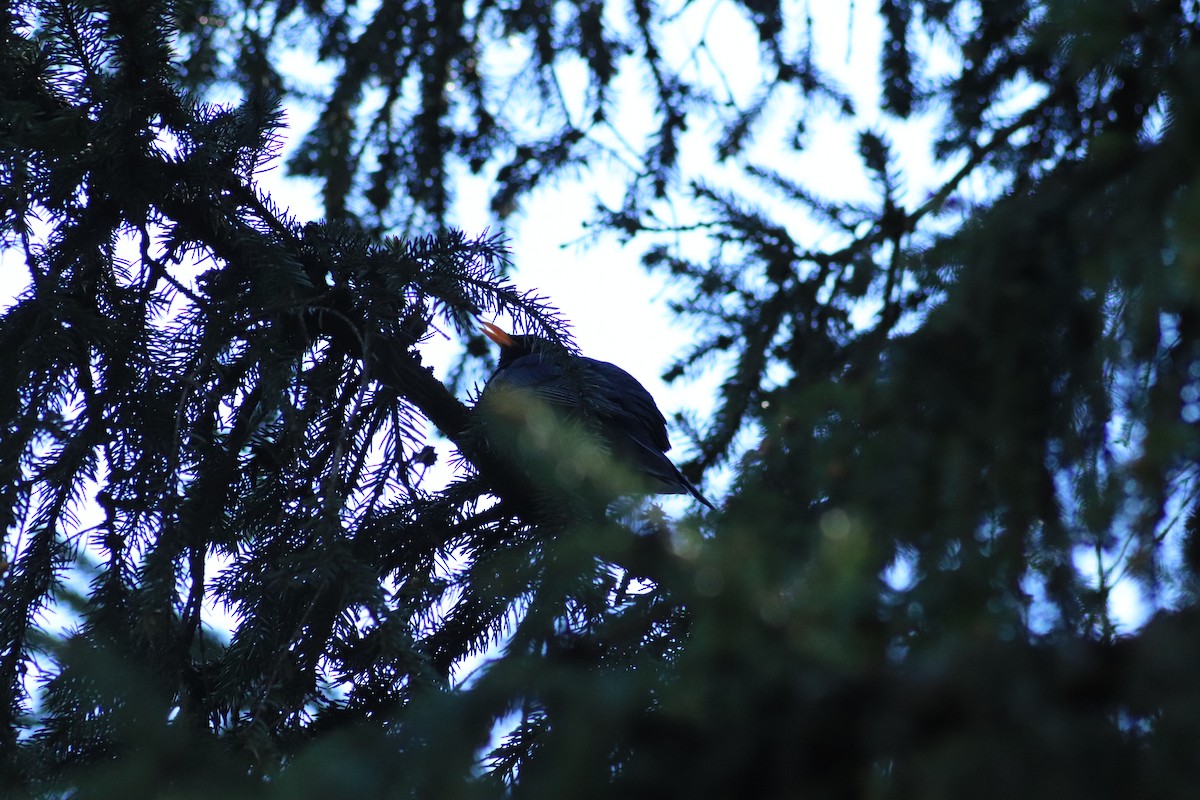 Eurasian Blackbird - ML638763578