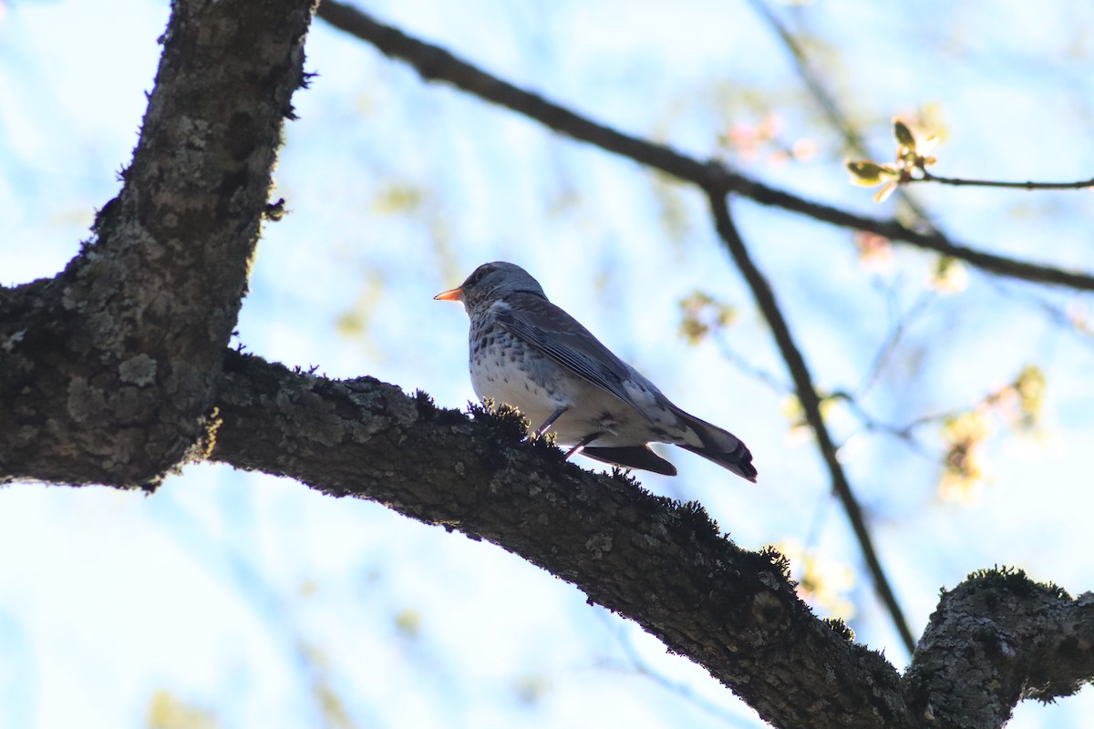 Fieldfare - ML638763582