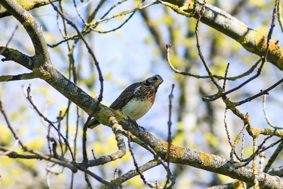Fieldfare - ML638763583