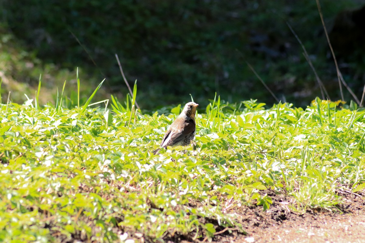 Fieldfare - ML638763591