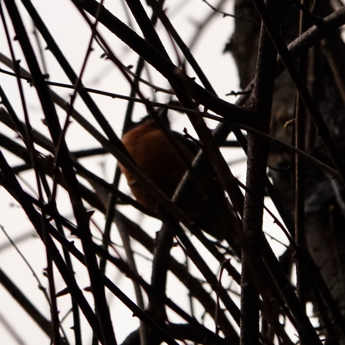 Rufous Sibia - ML638763597