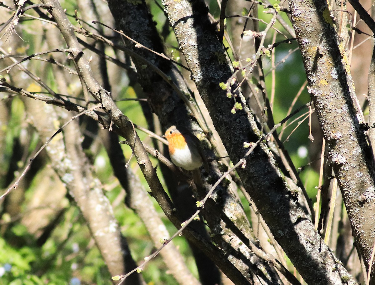 European Robin - ML638763598